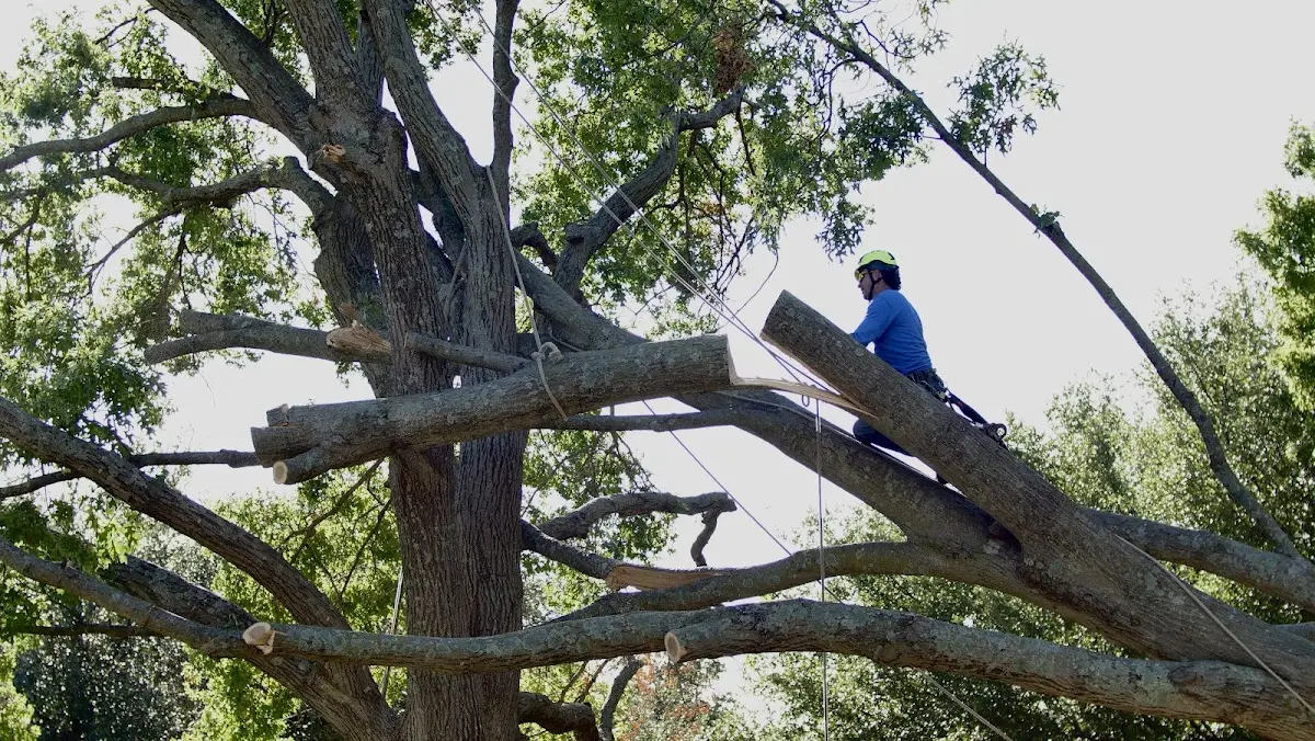 Professional Crown Thinning performed by certified arborists in Alloway