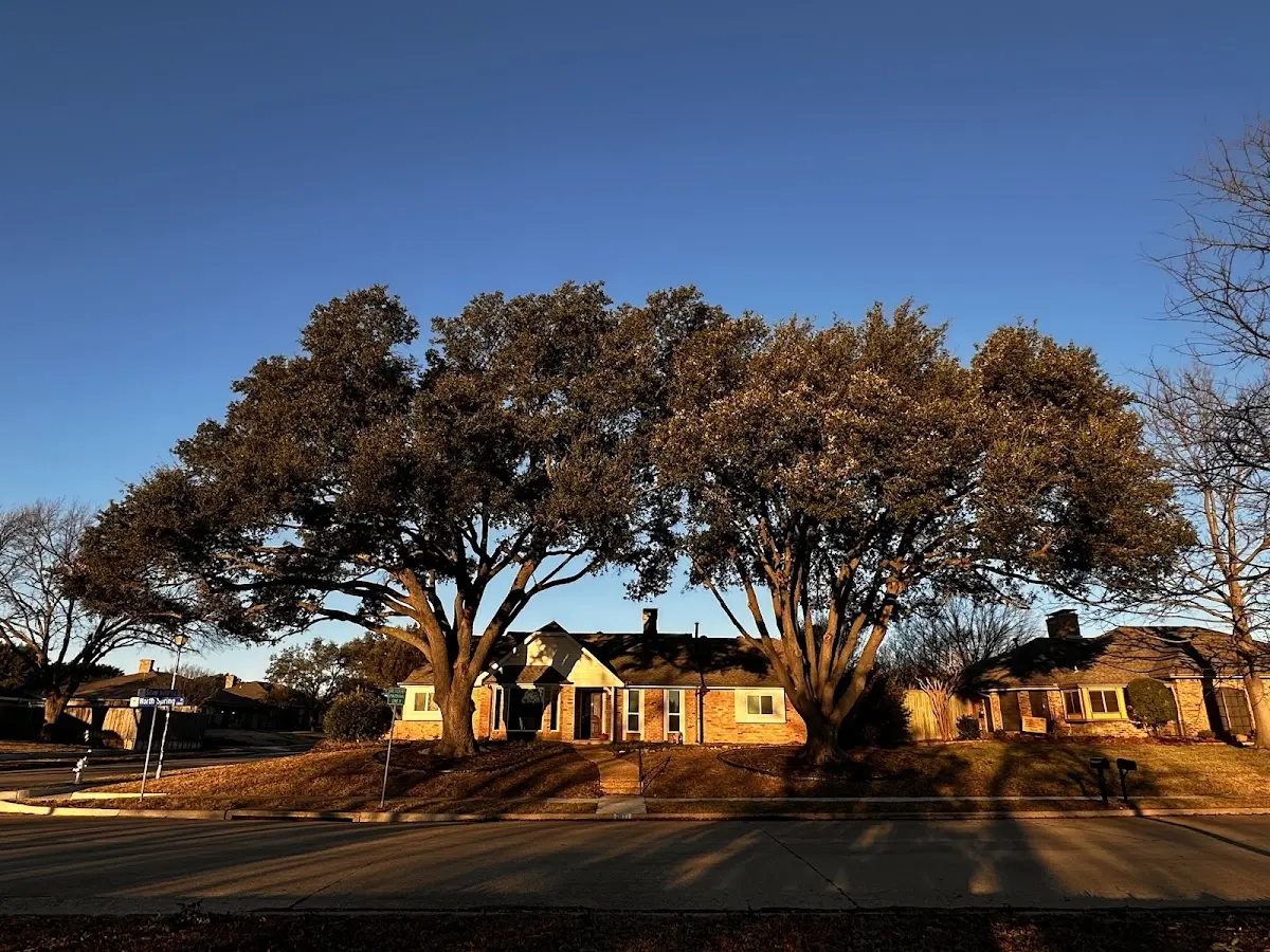 Established residential canopy tree shading a home in Alloway